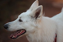 白色的牧羊人,狗,动物肖像