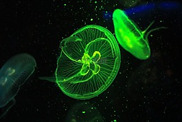 水母,動(dòng)物園,水族館
