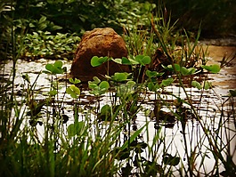 石,水,雨