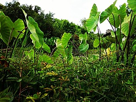 劳斯植物,绿色,水