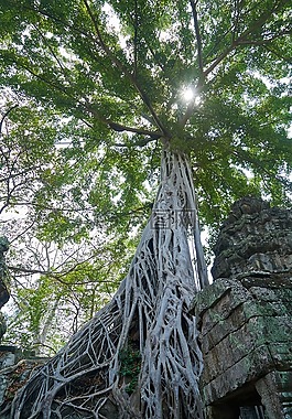 樹,性質(zhì),植物