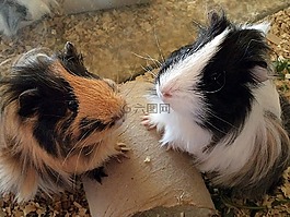 幾內(nèi)亞豬,動物,嚙齒類動物