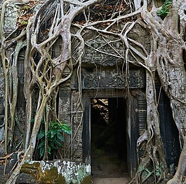 樹,性質(zhì),植物