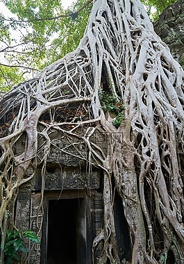 樹,性質(zhì),植物