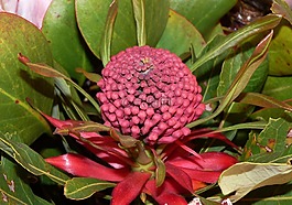 花,安排,floristry