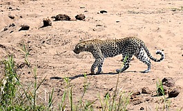 豹,克魯格國家公園南非,野生動物