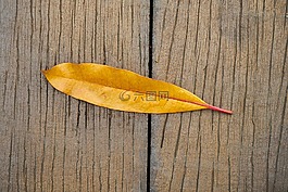 葉子,黃色,秋