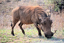 whartog,克魯格國家公園南非,野生動物
