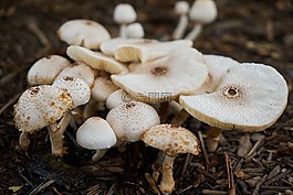 蘑菇,植物,性質(zhì)