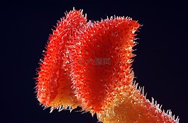 植物區(qū)系,小小,雌蕊