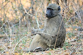 狒狒,克魯格國家公園南非,野生動物