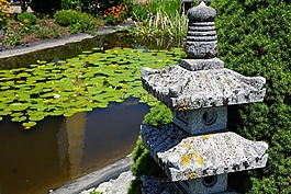 蓮花,百合,花
