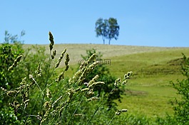 樹,草地,aldingen