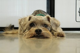 救援,schnauzer,寵物