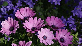 鮮花,花花園,觀賞花