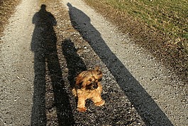 小獵犬,大師,坐
