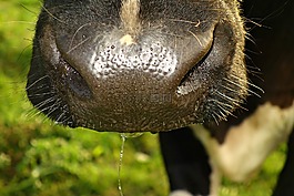 牛,動物,哺乳動物