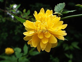 毛茛屬灌木花卉,薔薇科,黃色