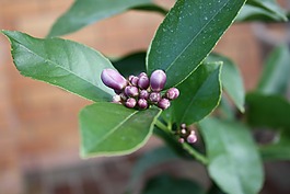檸檬,葉子,鮮花