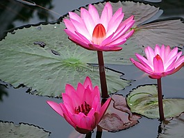 亞洲,老撾,水百合