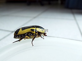 果蟲,甲蟲,黃色