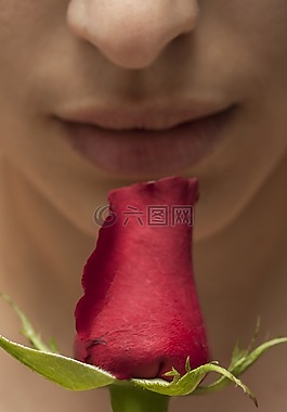 浪漫,花卉,宏