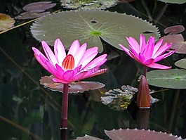亞洲,老撾,水百合