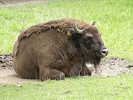 wisent,水牛,动物