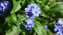 紫羅蘭色,開花,藍(lán)色