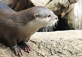 獺,動物,性質(zhì)