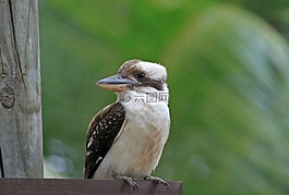 鳥,kookburra,澳大利亞