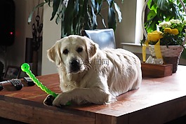 金毛猎犬,狗,hundeportrait