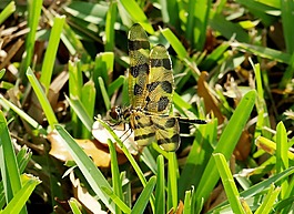 蜻蜓,草,飛行