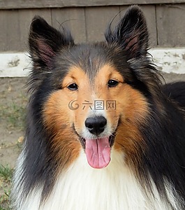 設(shè)得蘭群島牧羊犬,狗,頭