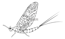 蜉蝣,昆蟲,葉片