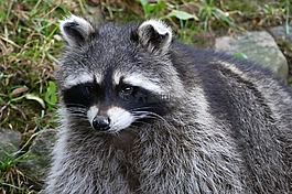 動物,動物園,蒂爾加滕