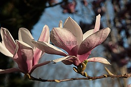 花,玉蘭,紫色的花朵