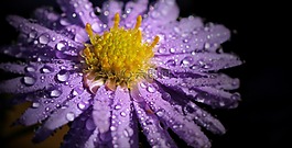 花,性質(zhì),滴