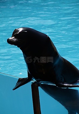 動物園,海獅,男性