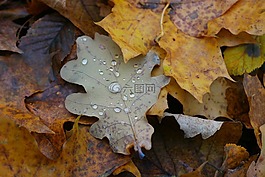 叶,秋,雨