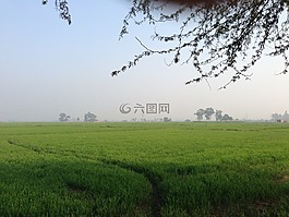 綠色地面,草原,景觀