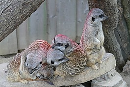 動物,動物園,蒂爾加滕