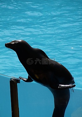 動(dòng)物園,海獅,強(qiáng)