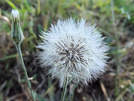 假蒲公英,hawkweeds,hawkbeards
