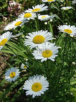 雛菊,鮮花,春