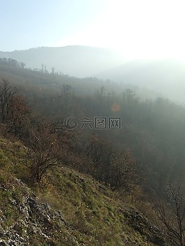 霧,神秘,櫸木山