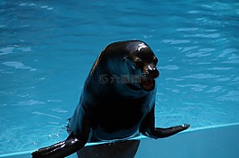 動物園,海獅,男性