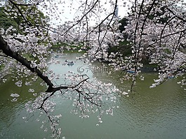 櫻桃,櫻花,鮮花