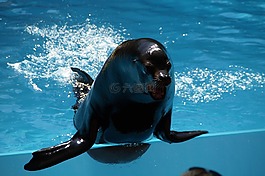 動(dòng)物園,海獅,男性