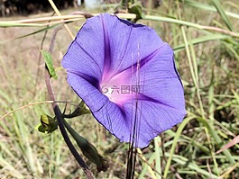蕹菜菊,紫色,常见的牵牛花